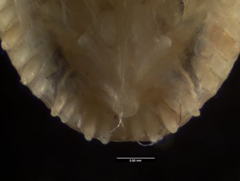 Media type: image;   Herpetology R-184660